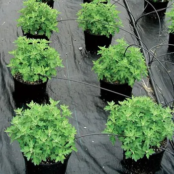  szélesség 0,5 ~ 1,2 m 90GSM fekete gyomirtó szőnyeg üvegházi zöldségültetés fű akadály szövet kerti kerítés képernyő háló